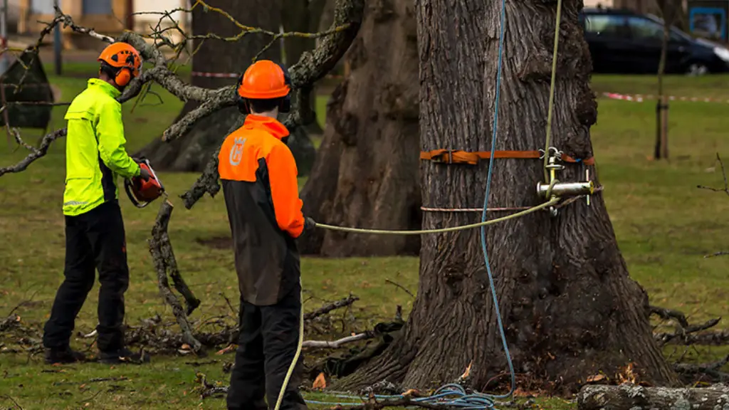 Precision Removal Methods Protecting Surroundings While Addressing Unstable Tree Structures